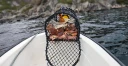 Krabbe/Hummerteine enkel - 62x45x40 cm - 5,5mm - 6kg