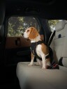 Thule Cappy Hundesele Bil M