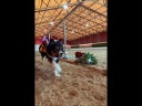 Cowboykostyme Til Hund