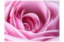Fototapet Pink Rose 200x154 - Artgeist sp. z o. o.
