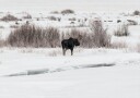 Moose in Winter Landscape Plakat Plakat / 100x150cm
