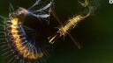 Sparkle 2