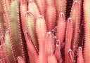 Fairy Red Cactus Plant Plakat Plakat / 30x40cm