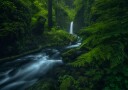Flowing Forest Falls Plakat / 21x30