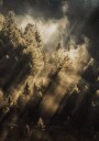Forest at Sunrise Plakat Plakat / 70x100cm