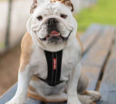 Ezydog Harness Neoprene Black Xl 35-41Kg Walking/Car Harness (605.0322)