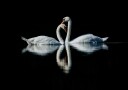 Romantic Swan Reflection Plakat / 40x50