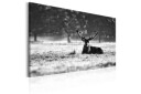 Tavle Lying Deer 90X60 Artgeist sp. z o. o.