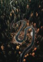 Winding Road in the Forest Plakat Plakat / 50x70cm