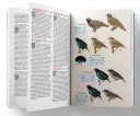 Birds of New Guinea