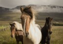 Graceful Horses Plakat Plakat / 50x70cm