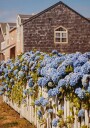 Cannon Beach Hydrangeas Plakat Plakat / 21x30cm