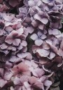 Pink Hydrangea Plakat Plakat / 100x150cm