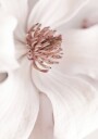 Beige Magnolia Plakat Plakat / 100x150cm