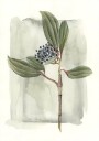 Viburnum davidii Plakat Plakat / 50x70cm