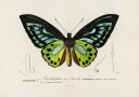 Green Birdwing Butterfly Plakat / 50x70