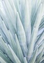 Azure Agave Dance Plakat / 100x150cm