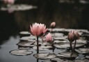Pink Lotus Flowers Plakat Plakat / 21x30cm