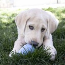 Kong Puppy Aktivitetsleke Til Valp Medium