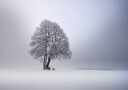 Winter light Plakat Plakat / 100x150cm