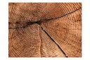 Fototapet Tree trunk Cross section 200x154 - Artgeist sp. z o. o.
