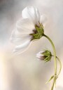 Heavenly Cosmos Plakat / 30x40cm