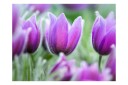 Fototapet Purple Spring Tulips 200x154 - Artgeist sp. z o. o.