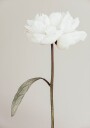Pictufy Studio Iii Peony No.7 Plakat Plakat / 40x50cm
