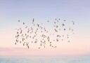 Sunset Flight Poster Plakat / 21x30cm