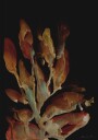Night Plant Poster Plakat / 21x30cm