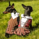 Hundebunad Til Hanhund Med Rund Sølje | Feire 17. Mai Med Den Firbente