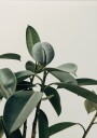 Rubber Plant Botanical Plakat Plakat / 100x150cm