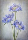 Scabiosa Poster Plakat / 21x30cm