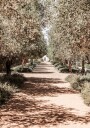 A Serene Tree Lined Path with Sunlight  Poster Plakat / 21x30cm