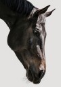 Gentle Equine Gaze Plakat / 100x150