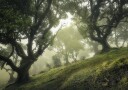 Enchanted Forest Poster Plakat / 70x100cm