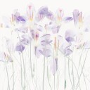 Crocuses in the grass Plakat Plakat / 30x30cm