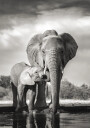Elephant Family Plakat Plakat / 30x40cm