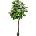 Mr Plant Fiolfikus gryte 240 cm