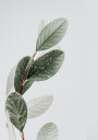 Dew On The Leaves Plakat Plakat / 100x150cm