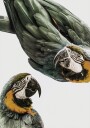 Vibrant Parrot Duo Plakat / 21x30cm