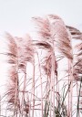 Pink Beach Grass Plakat Plakat / 100x150cm