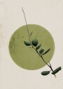 Green Serenity Circle Plakat Plakat / 21x30cm
