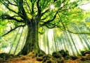Christophe Kiciak Ponthus' Beech Plakat / 100x150cm