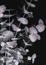 Pictufy Studio Iii Eucalyptus_Negative No.3 Plakat Plakat / 50x70cm