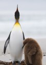 Penguin Family on Beach Plakat / 21x30