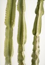 3 Cacti Plakat Plakat / 30x40cm