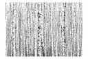Fototapet Birch Forest 150x105 - Artgeist sp. z o. o.