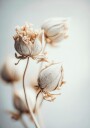 Delicate Blossoms Plakat Plakat / 30x40cm