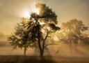 Popping sunrise.... Plakat Plakat / 40x50cm